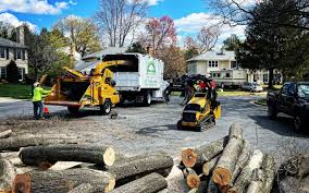 How Our Tree Care Process Works  in Inglewood, CA